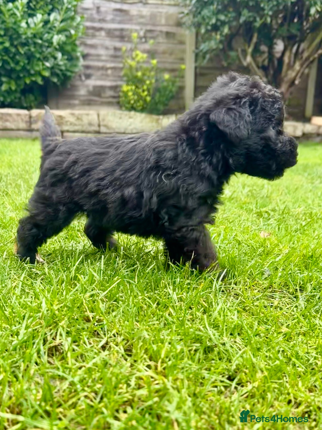 Bedlington Terrier dogs for sale: Stunning Bedlington Terrier puppies  - Image 15