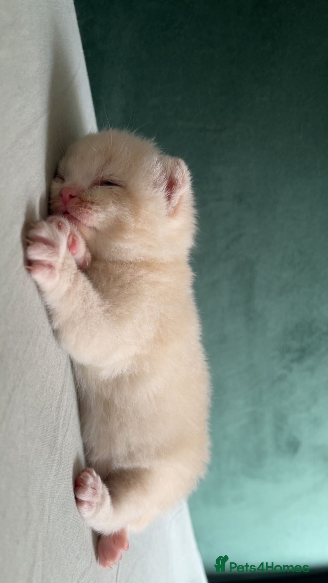 British Shorthair cats for sale: British shorthair Kittens - Image 2