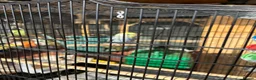 Budgerigars birds for sale: Budgerigar  - Advert 3