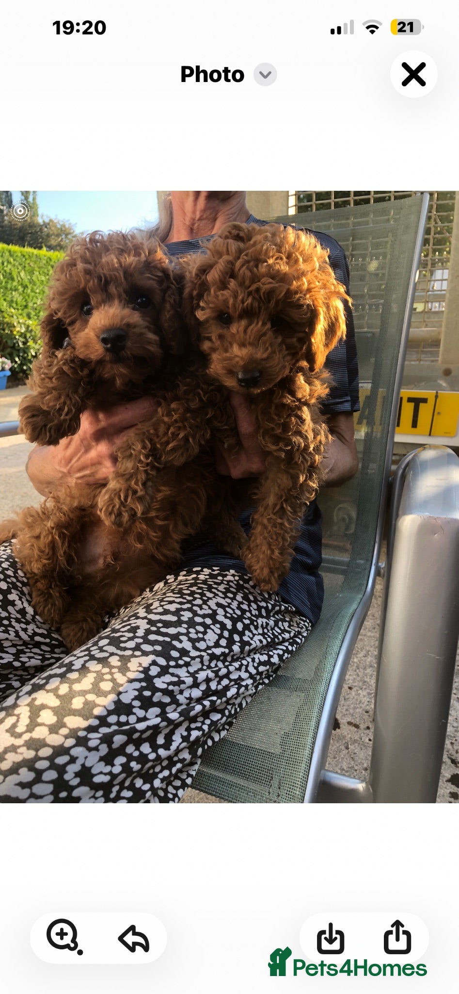 Toy Poodle dogs X last boy DEEP RED Toy Poodles puppy  - Advert 10