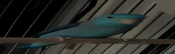 Parrots birds for sale: Blue Parrotlet + Sansibar UV + Large Cage  - Advert 2