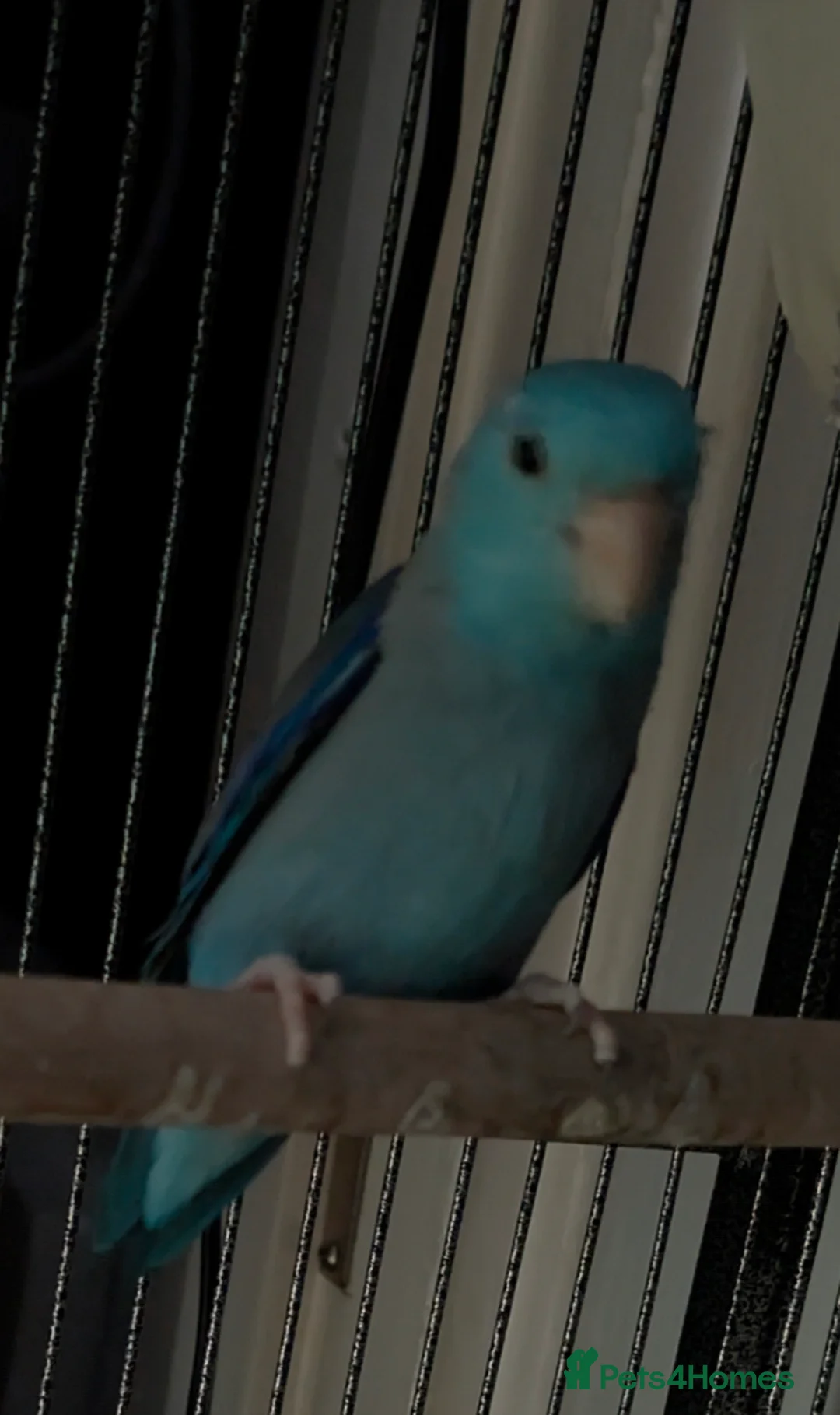 Parrots birds for sale: Blue Parrotlet + Sansibar UV + Large Cage  - Advert 2
