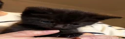 Mixed Breed cats for sale: Black kittens with Ghost stripes  - Advert 4