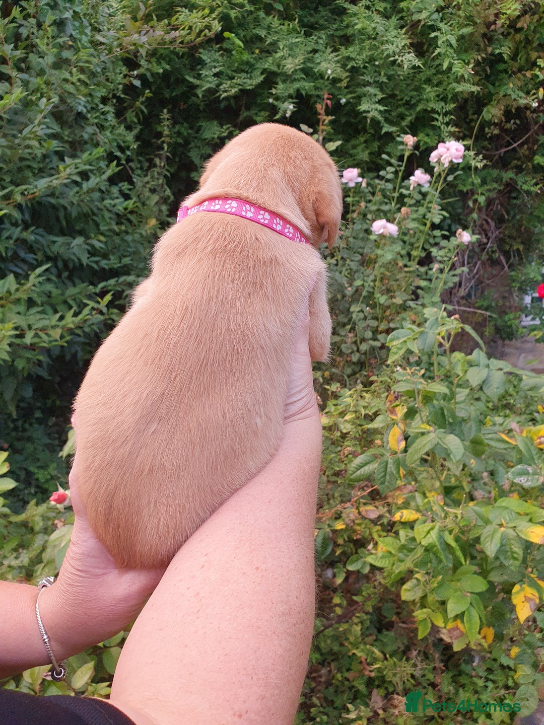 Labrador Retriever dogs for sale: Health Tested Fox Red Puppies for Sale - Image 23