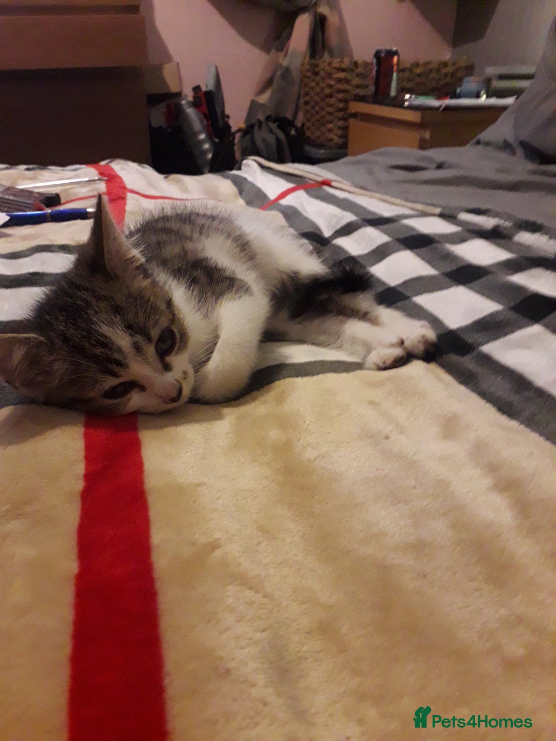 Mixed Breed cats for sale: Beautiful kittens  - Image 5