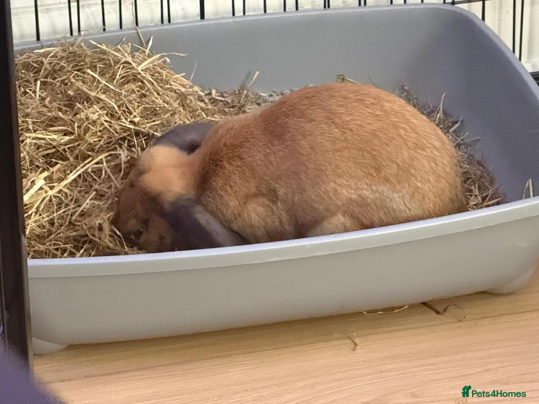 Netherland Dwarf rabbits for sale: Beautiful bunnies in need of a good home - Advert 2