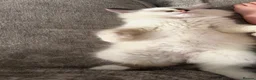 Ragdoll cats for sale: *One unique girl left* TICA reg. Extra fluffy* - Advert 4