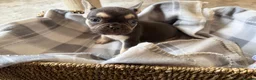 French Bulldog dogs for sale: Beautiful French bulldog puppies  - Advert 1