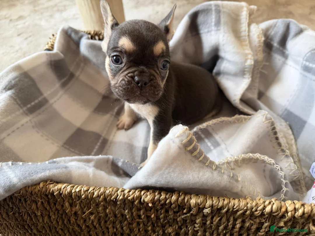French Bulldog dogs for sale: Beautiful French bulldog puppies  - Advert 1