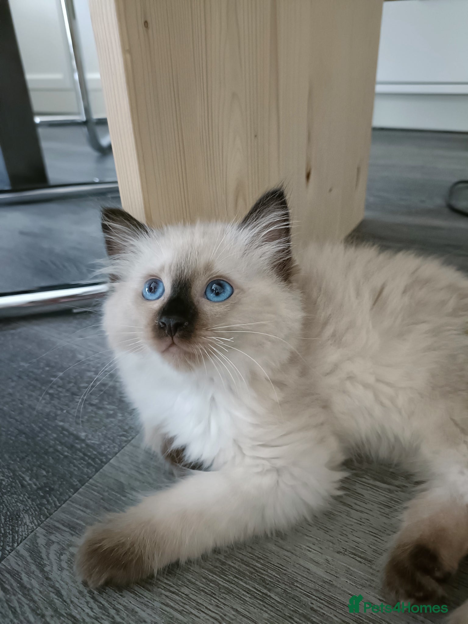 Ragdoll cats for sale: Just one boy left pure ragdoll 🐾 - Advert 2