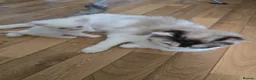 Ragdoll cats for sale: Beautiful Ragdoll Kittens – Ready to Reserve 🐾 in Edinburgh - Advert 12