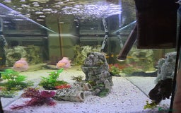 Other/Mixed Breed fish for sale: 4ft fishtank complete setup with stock of fish  - Image 5