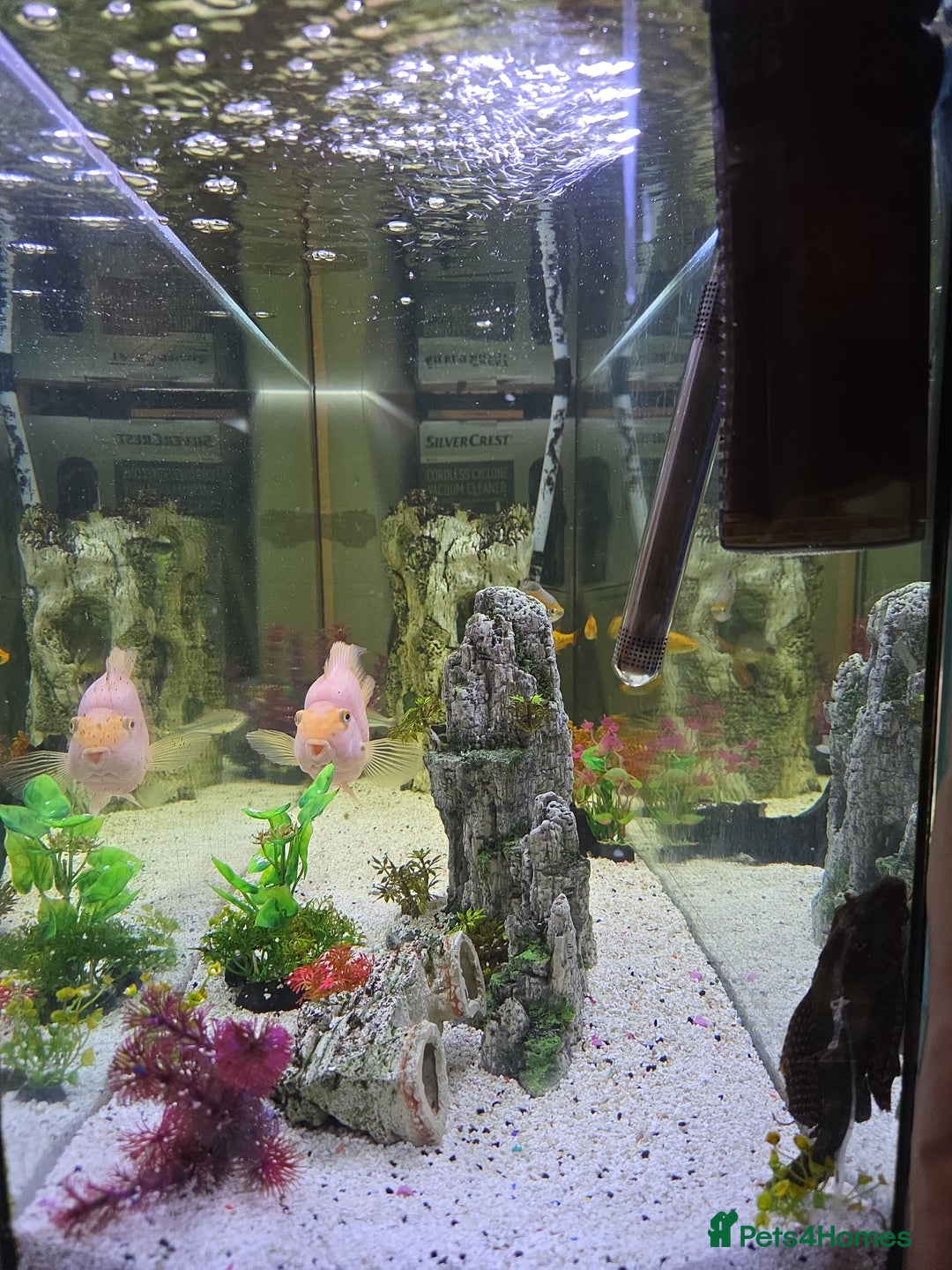 Other/Mixed Breed fish for sale: 4ft fishtank complete setup with stock of fish  - Image 5