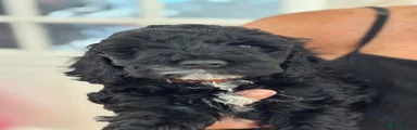 Cockapoo 5