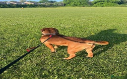 Mixed Breed dogs for sale: Dogue De Bordeaux  - Image 3
