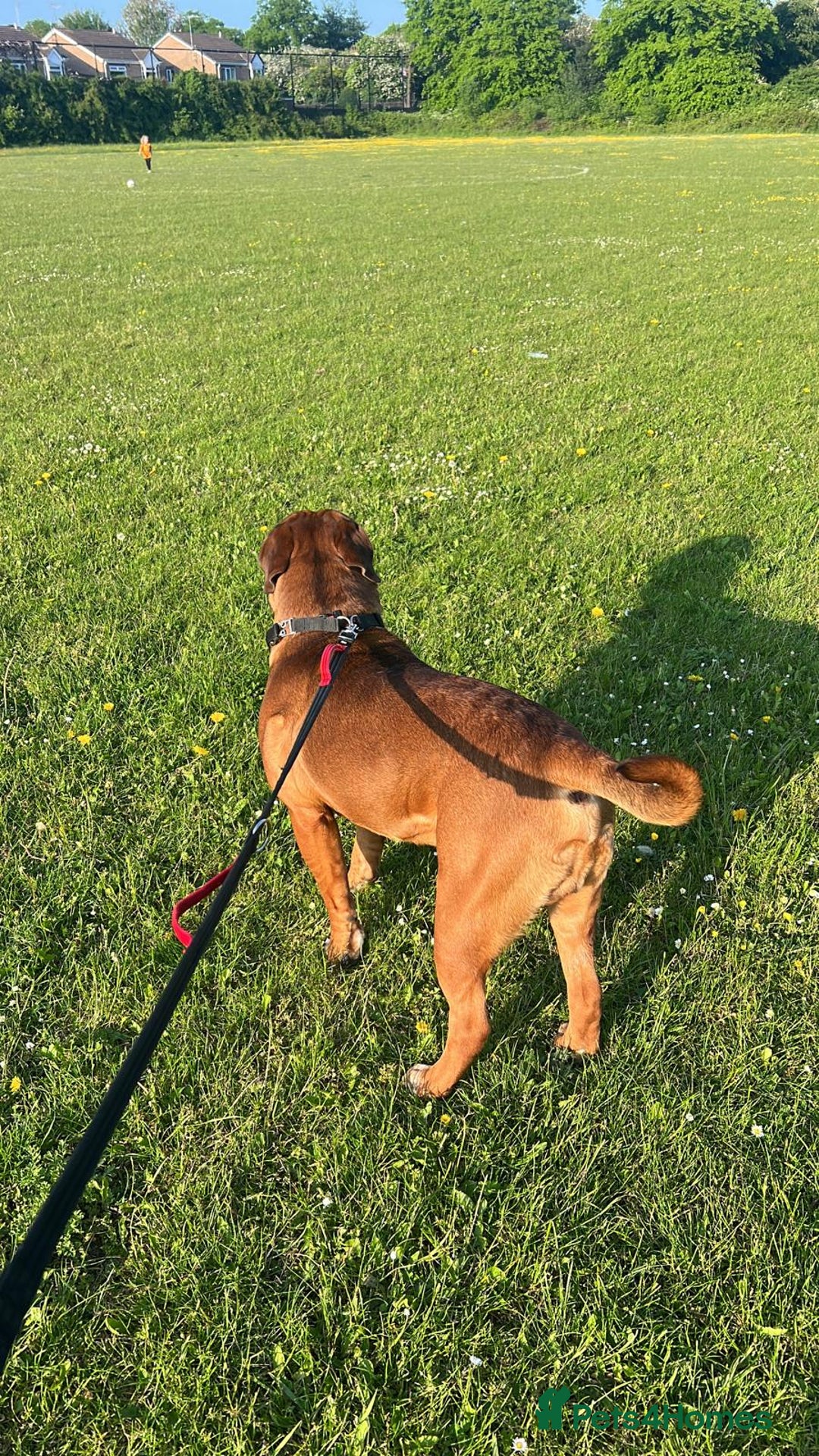 Mixed Breed dogs for sale: Dogue De Bordeaux  - Image 3