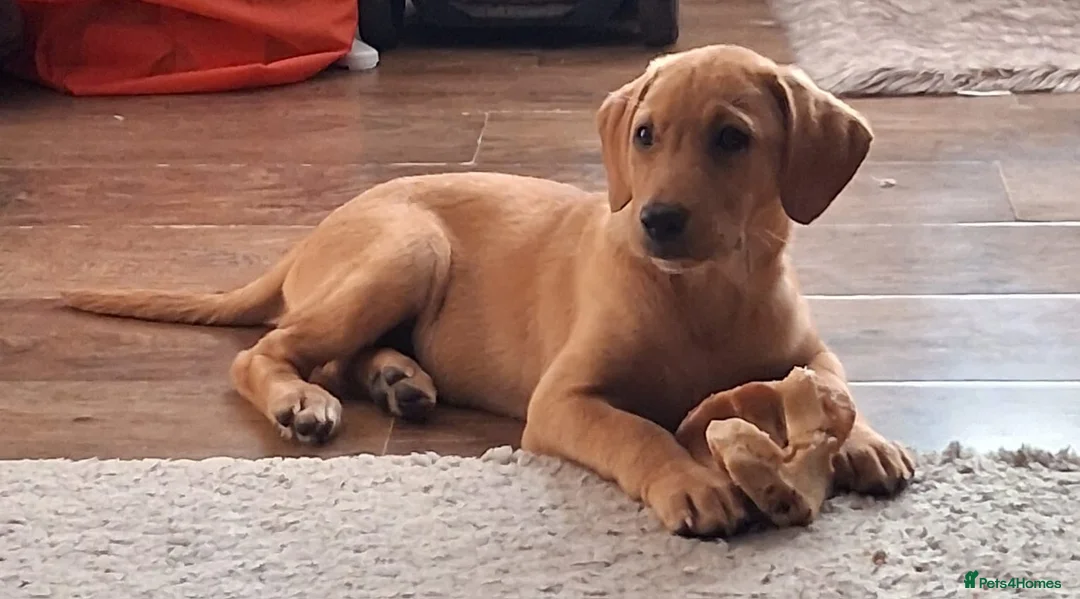 Labrador Retriever dogs for sale: Kc reg fox red labs - Advert 2