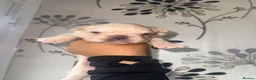 French Bulldog dogs for sale: Fluffy Frenchies   - Advert 7
