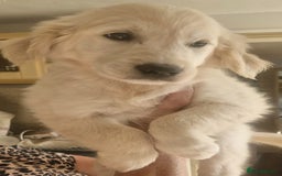 Golden Retriever dogs for sale: KC Registered Golden Retreiver Puppies  - Image 3