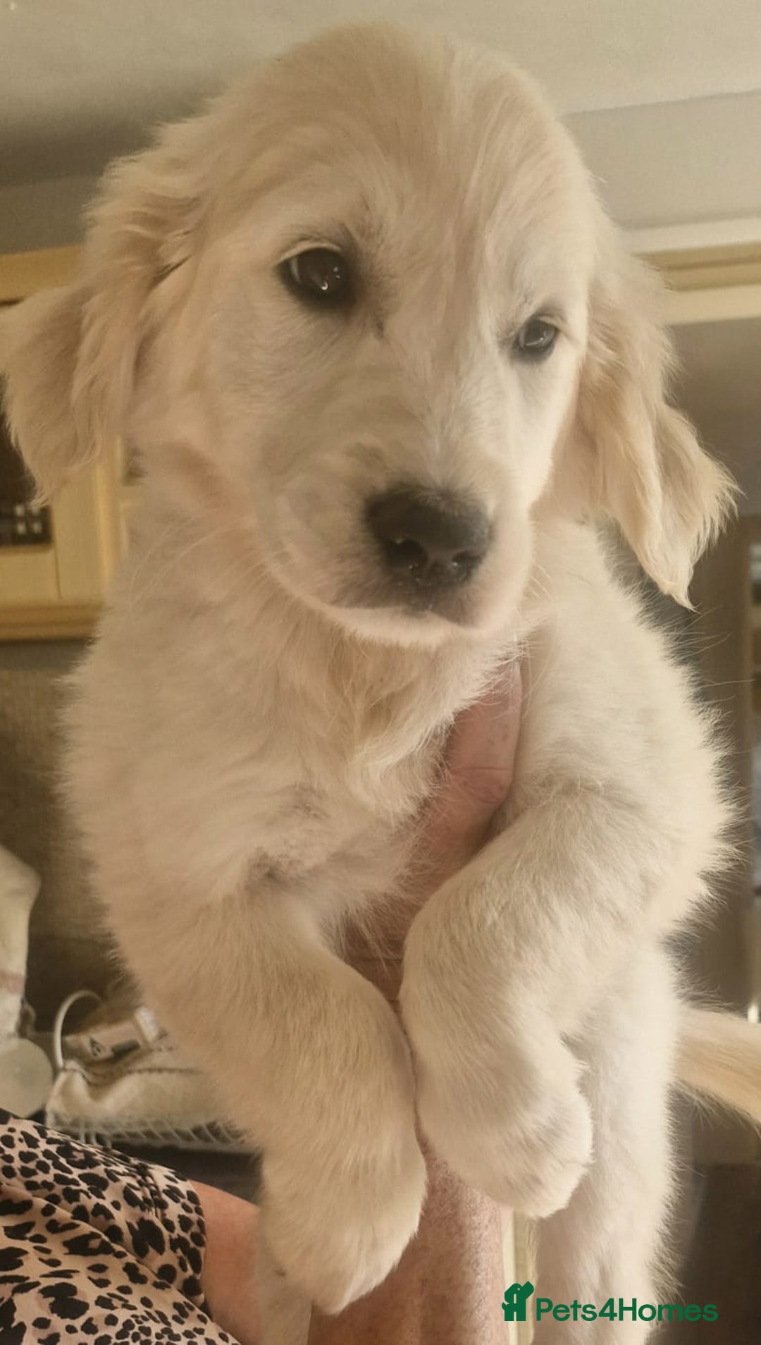 Golden Retriever dogs for sale: KC Registered Golden Retreiver Puppies  - Image 3