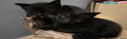 Mixed Breed cats for sale: 🖤💫beautiful black kittens for sale  - Advert 5