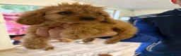 Cavapoo dogs for sale: Cavapoo puppies  - Advert 9