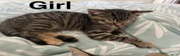 Mixed Breed cats for sale: Kittens looking new home  in London - Advert 5