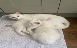 Turkish Van cats for sale: Gorgeous & Loving Turkish Van Kittens - Image 29