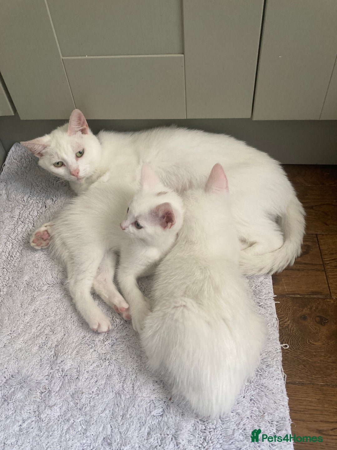 Turkish Van cats for sale: Gorgeous & Loving Turkish Van Kittens - Image 29