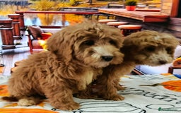 Cockapoo dogs for sale: EXTENSIVELY HEALTH TESTED PARENTS F1 COCKAPOOS - Image 11