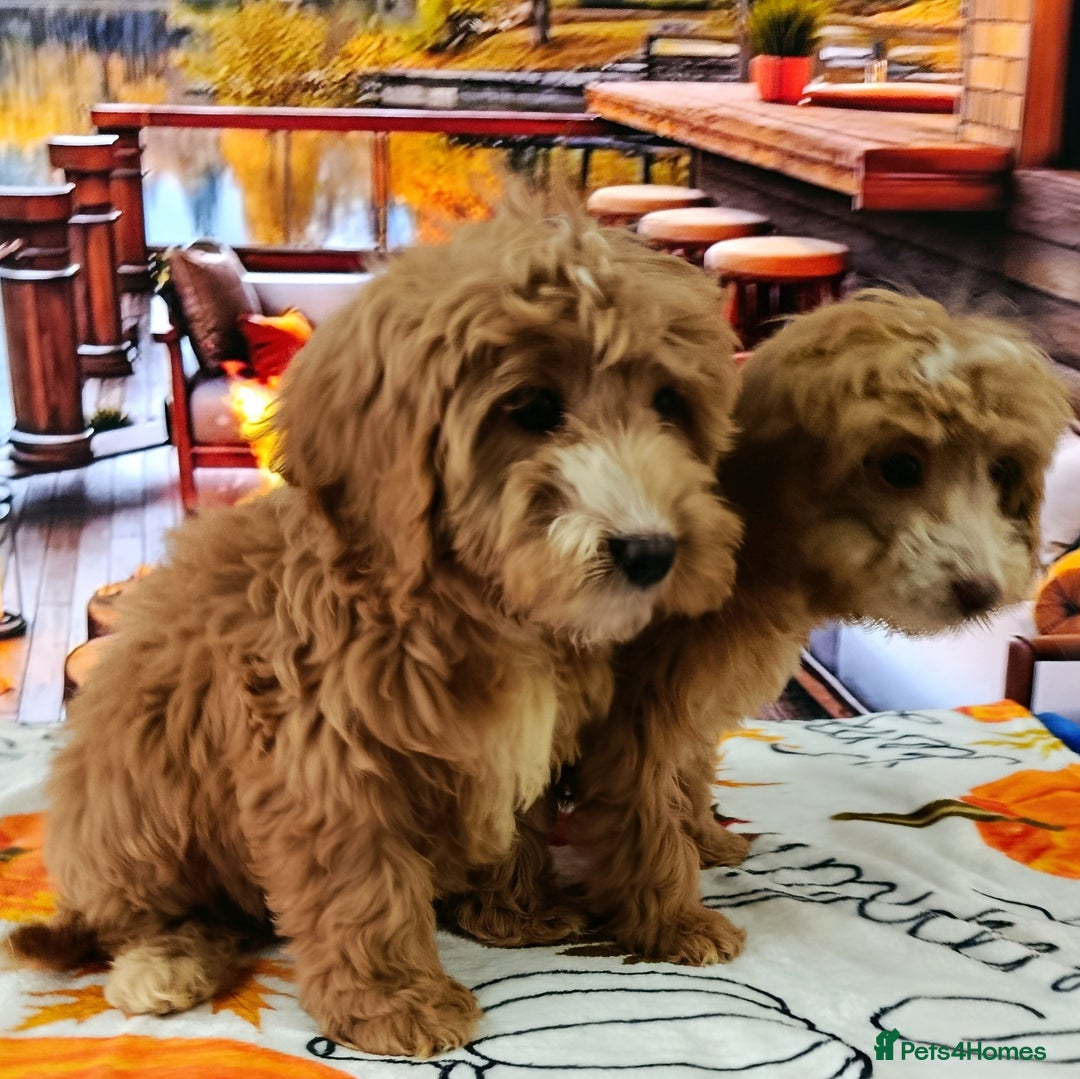 Cockapoo dogs for sale: EXTENSIVELY HEALTH TESTED PARENTS F1 COCKAPOOS - Image 11