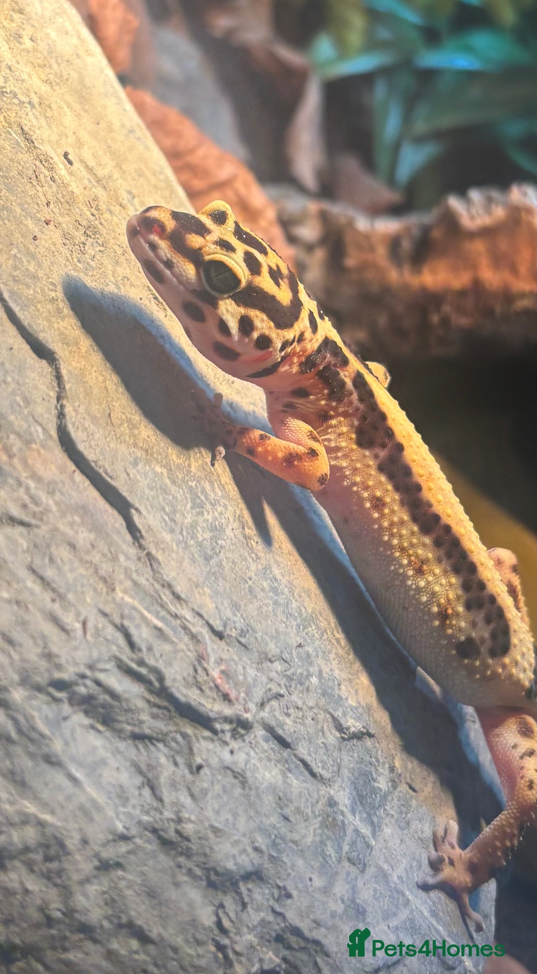 Leopard Gecko reptiles for sale: Zorro Bandit leopard gecko + set up - Advert 1