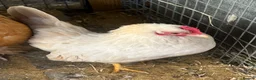 Chickens poultry for sale: Chickens and chicks read description - Advert 13