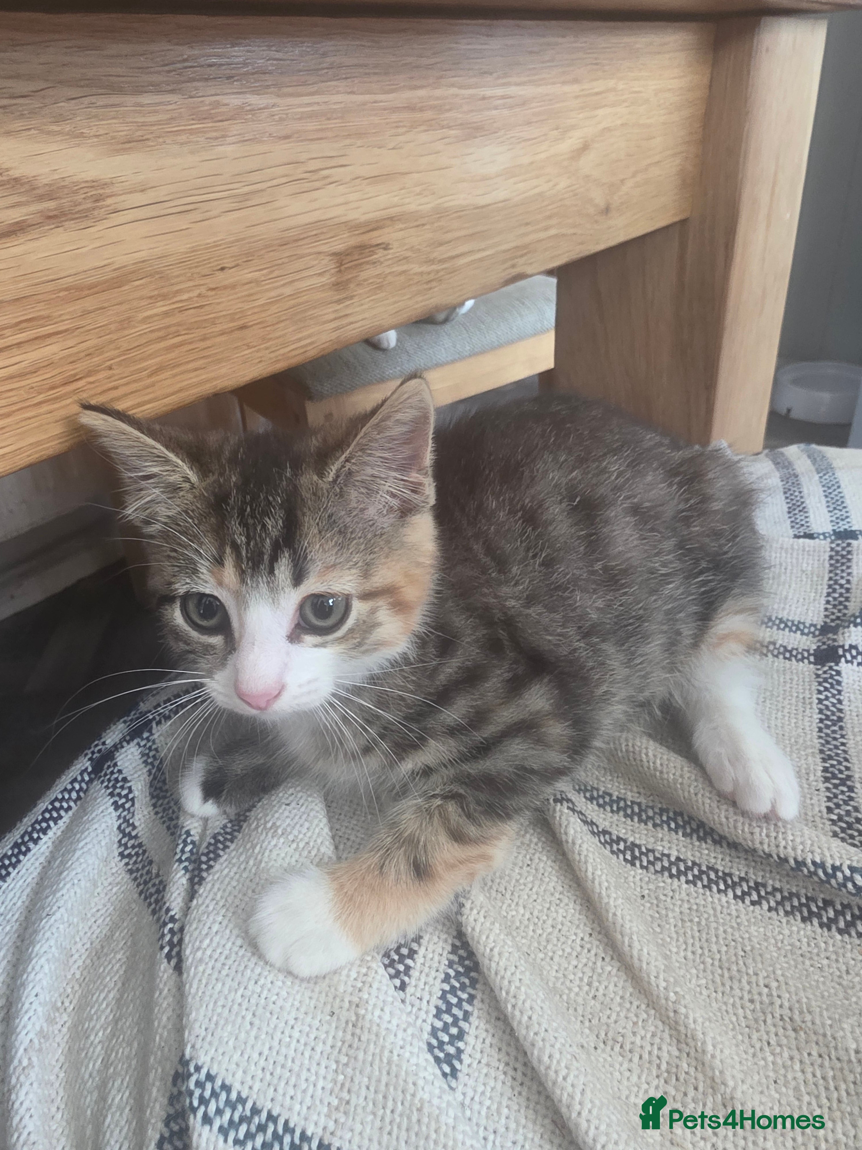 Mixed Breed cats Kittens - Advert 2