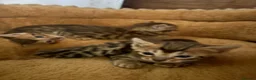 Bengal cats for sale: Pedigreed/registered bengal kittens - Advert 7