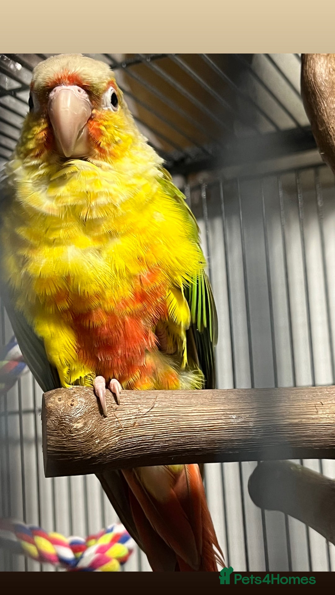 Conures birds for sale: Gorgeous bonded pair of pineapple conures  - Advert 6