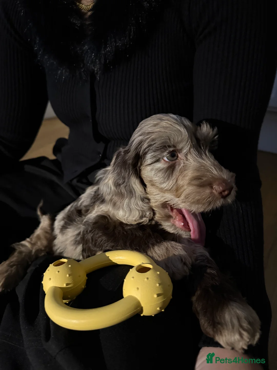 Cockapoo dogs for stud: Merle F1 Cockapoo (Proven) for stud in Penrith - Advert 18