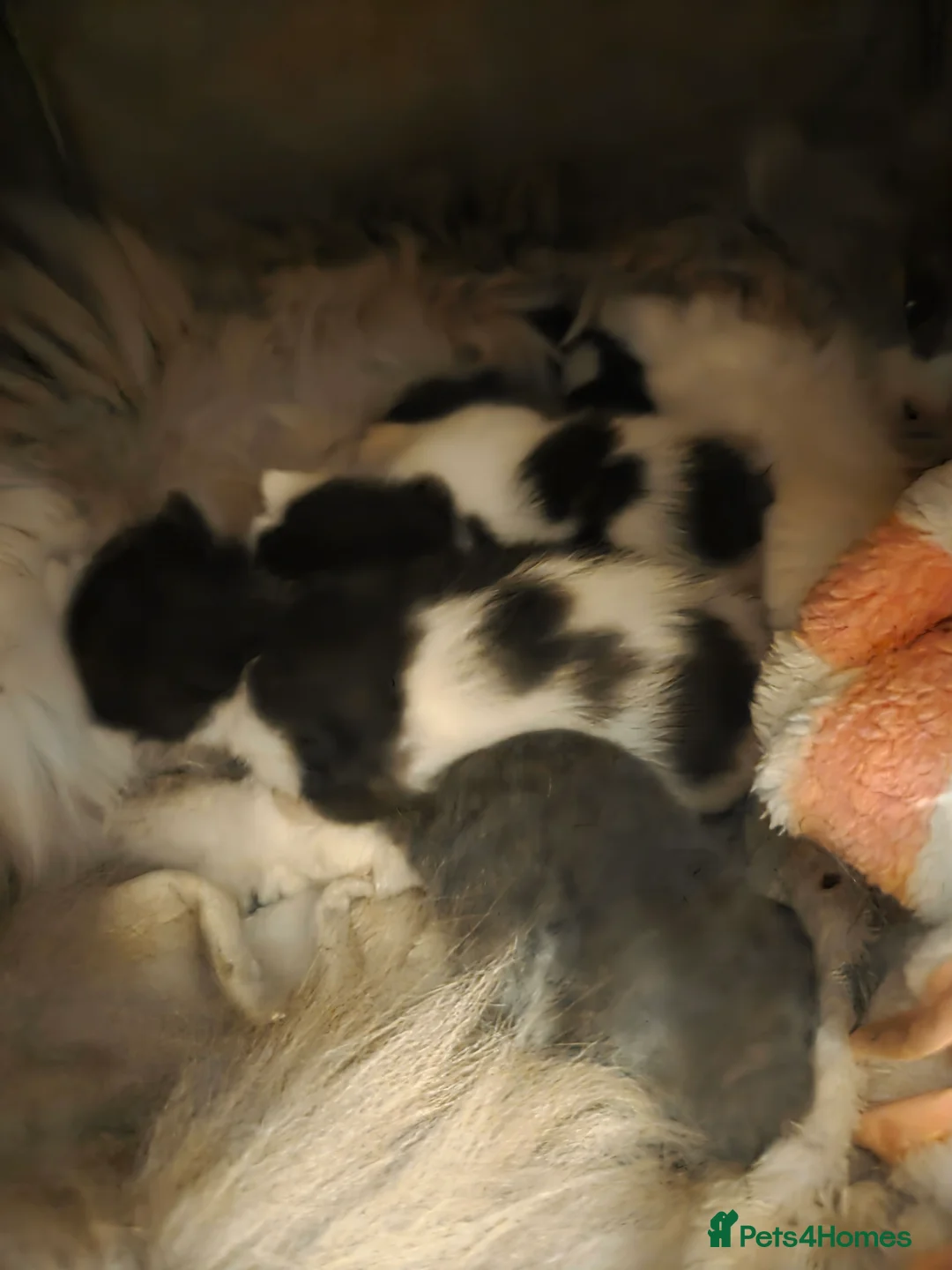 Mixed Breed cats for sale: RAGDOLL X SCOTTISH STRAIGHT  - Advert 6