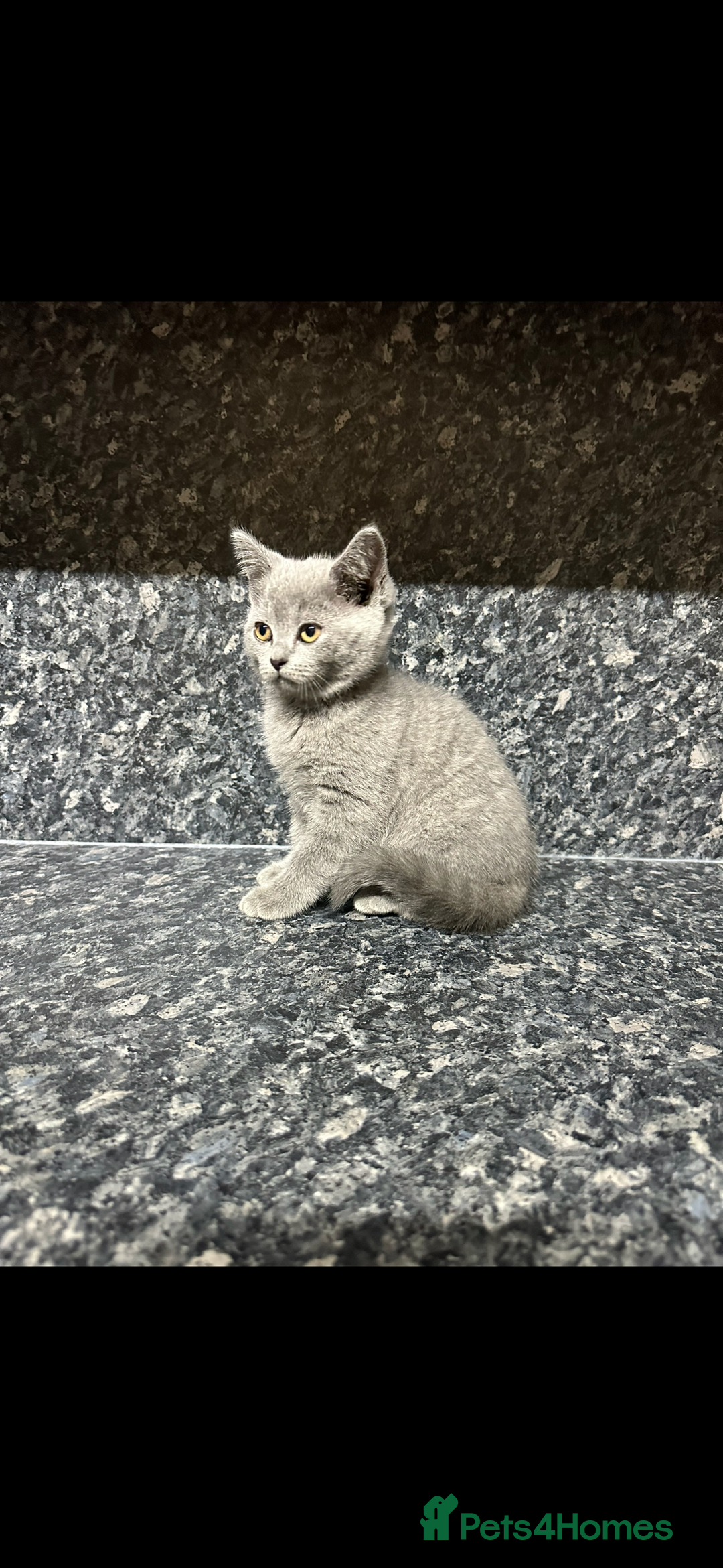 British Shorthair cats for sale: British shorthair kittens ready to rehome - Image 2
