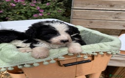 Bernedoodle dogs for sale: Bernadoodle 4 male home bred puppies  - Image 6