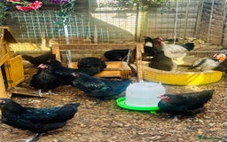 Chickens poultry for sale: Point of Lay Chickens - AVAILABLE NOW - Image 5