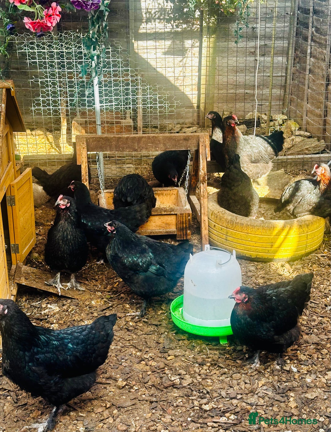 Chickens poultry for sale: Point of Lay Chickens - AVAILABLE NOW - Image 5