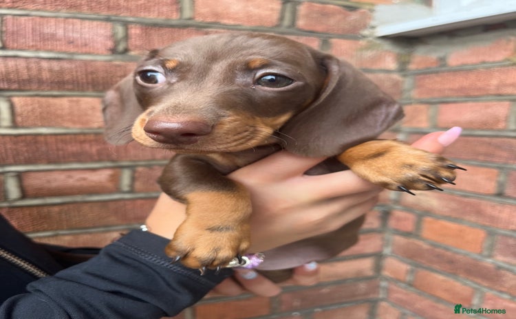 Dachshund dogs - Advert 3