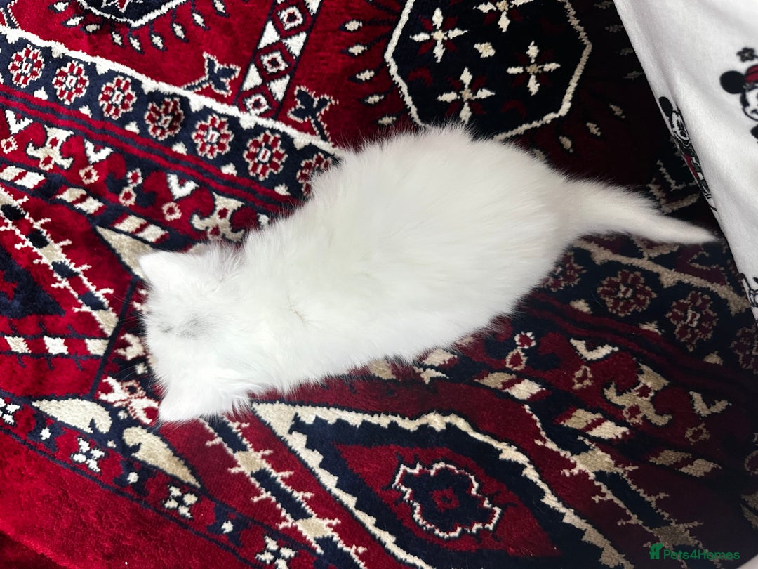 Siamese cats for sale: Siamese x russian blue kittens - Advert 21