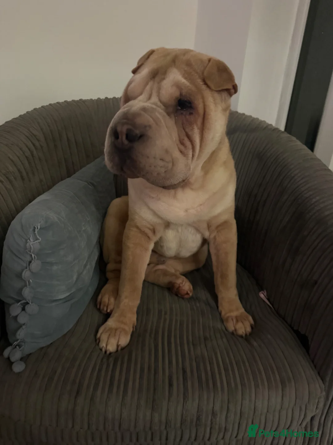 Shar Pei dogs for sale: Echoo  in Saint Helens - Advert 2
