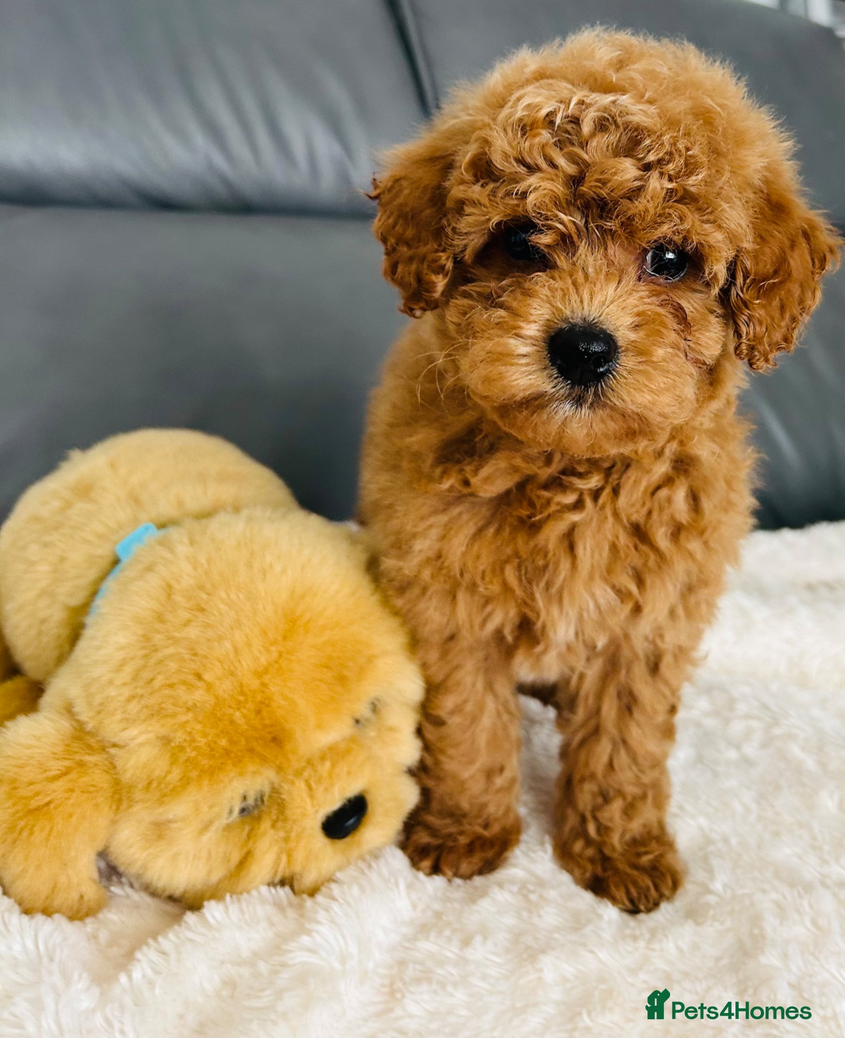 Maltipoo dogs Tiny Toy Maltipoo puppies - Advert 2