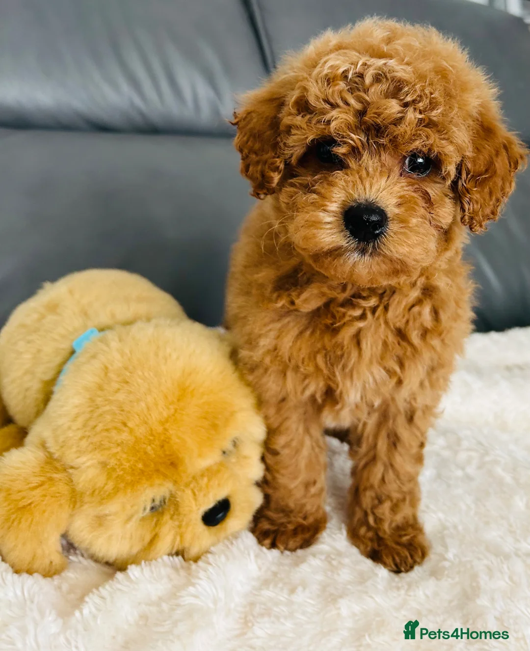 Maltipoo dogs for sale: Tiny Toy Maltipoo puppies - Advert 2