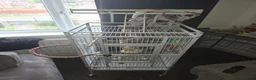 Conures birds for sale: Green cheeked conure (mint) in Jarrow - Advert 5