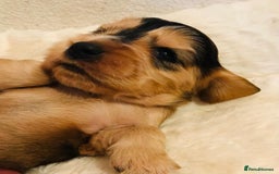 Cocker Spaniel dogs for sale: Show Type Health Tested, KC Reg puppies  - Image 12