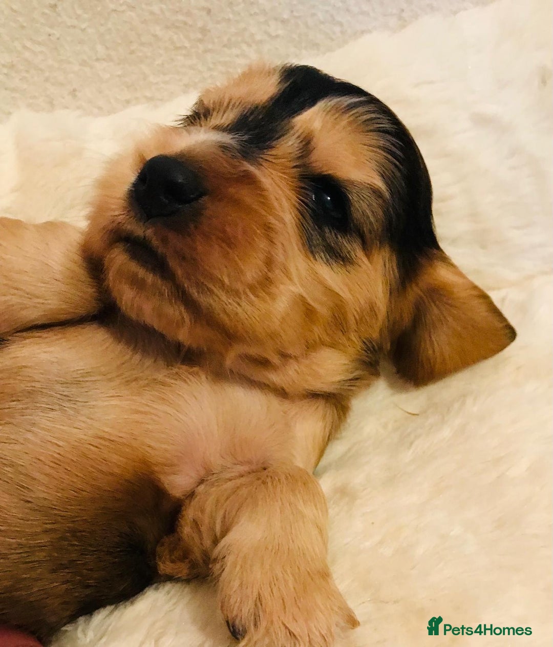 Cocker Spaniel dogs for sale: Show Type Health Tested, KC Reg puppies  - Image 12